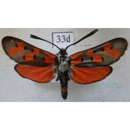 Zygaena rhadamanthus kiesenwetteri Herrich-Schäffer, 1852 Spain33d